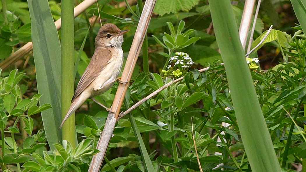 Eurasian Reed Warbler